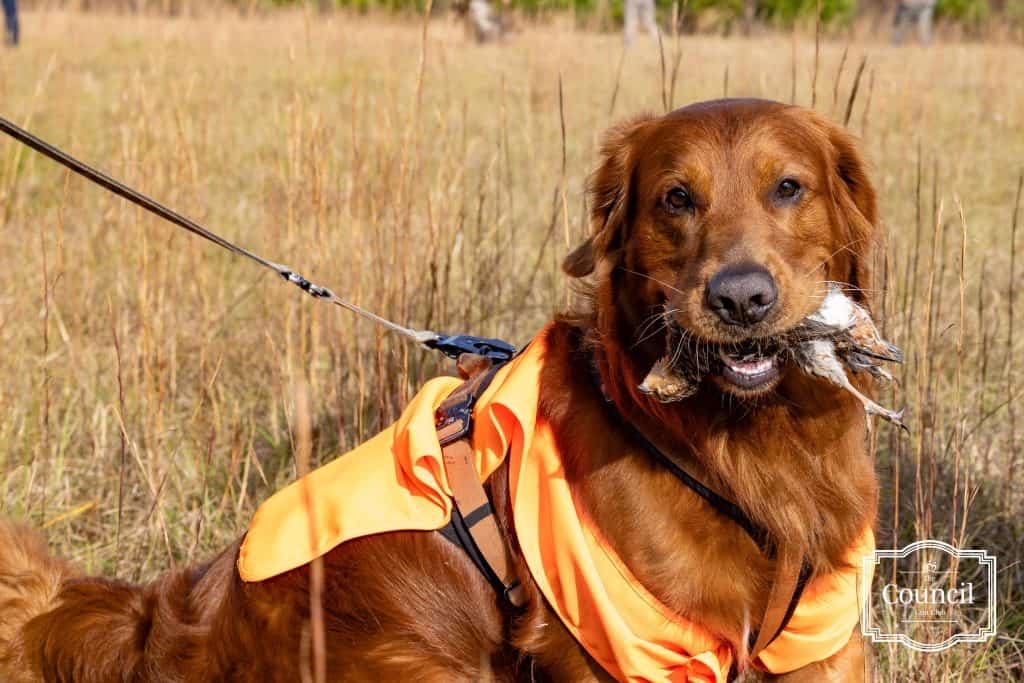 Golden Retriever with a Quail in his mouth during The Council Gun Club Annual Hunt