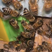 1. Honey bees on hive frame close-up photo.