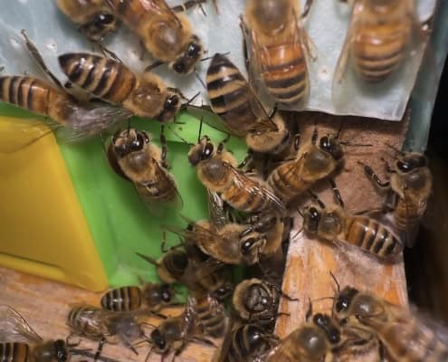 1. Honey bees on hive frame close-up photo.