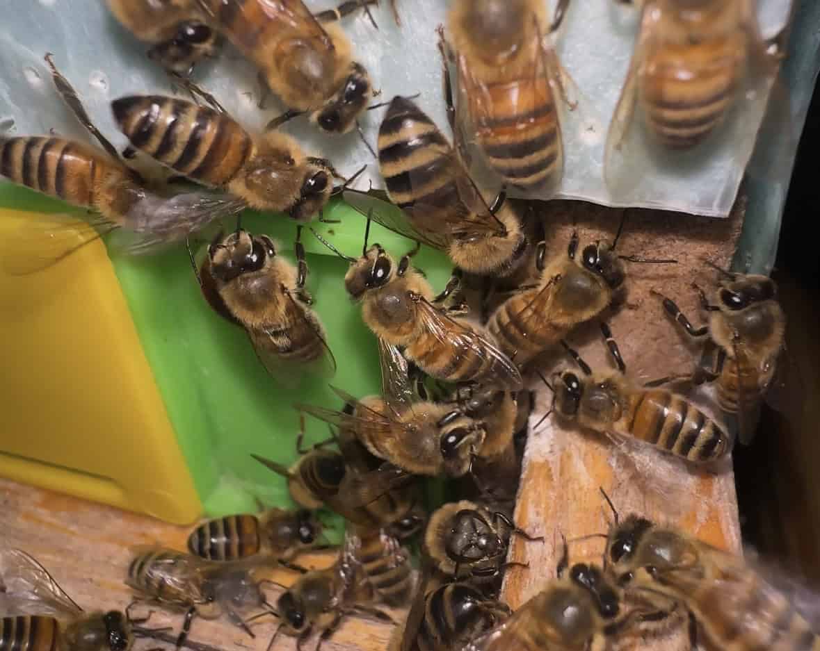 1. Honey bees on hive frame close-up photo.