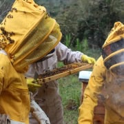 Beekeepers inspecting hive with bees on a warm day, promoting local agriculture and beekeeping tips.