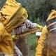 Beekeepers inspecting hive with bees on a warm day, promoting local agriculture and beekeeping tips.