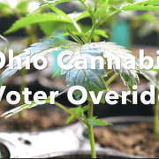 Young cannabis plant in soil, symbolizing Ohio voter override on cannabis laws.