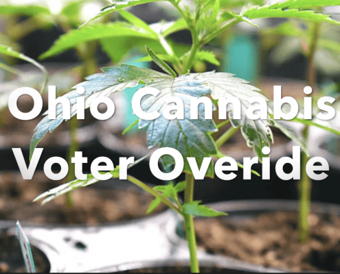 Young cannabis plant in soil, symbolizing Ohio voter override on cannabis laws.