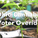 Young cannabis plant in soil, symbolizing Ohio voter override on cannabis laws.