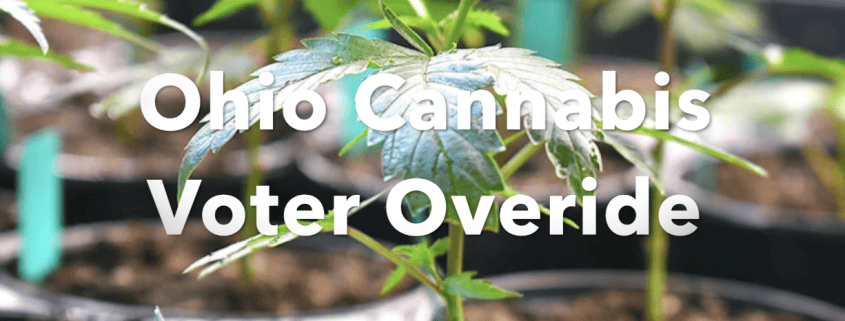 Young cannabis plant in soil, symbolizing Ohio voter override on cannabis laws.