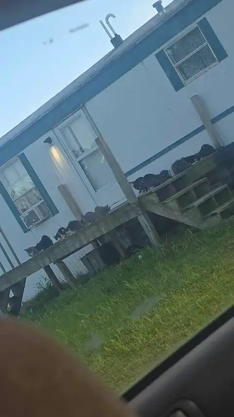 Stray cats gather on a wooden deck outside a mobile home.
