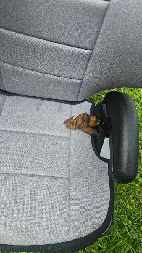 Stray cat resting on a car's back seat headrest in Fostoria.