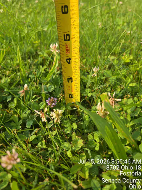 Measuring tape in grass with small flowers and green foliage.