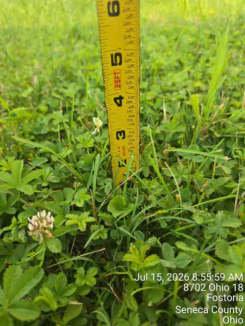 Close-up of a yellow measuring tape in grass, showing 4.5 inches.