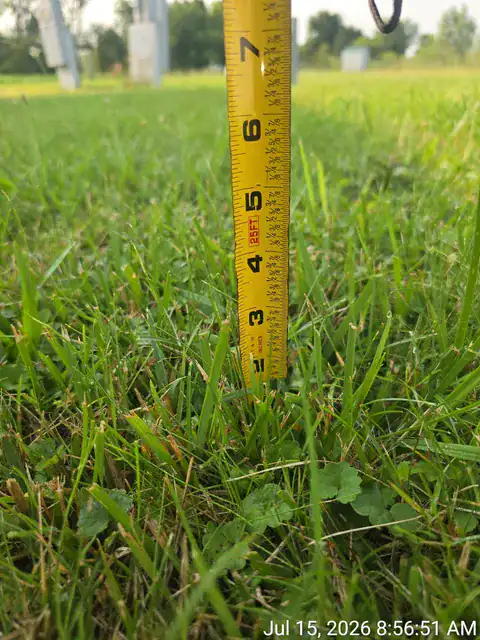 Measuring tape in grass showing height of approximately 6 inches.