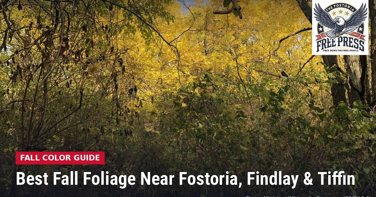 Fostoria News: yellow autumn leaves along the Wood County Museum nature trail in Bowling Green, Ohio, with headline Best Fall Foliage Near Fostoria, Findlay and Tiffin