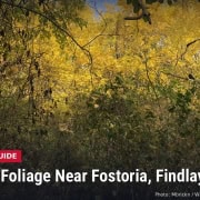 Fostoria News: yellow autumn leaves along the Wood County Museum nature trail in Bowling Green, Ohio, with headline Best Fall Foliage Near Fostoria, Findlay and Tiffin