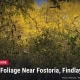 Fostoria News: yellow autumn leaves along the Wood County Museum nature trail in Bowling Green, Ohio, with headline Best Fall Foliage Near Fostoria, Findlay and Tiffin