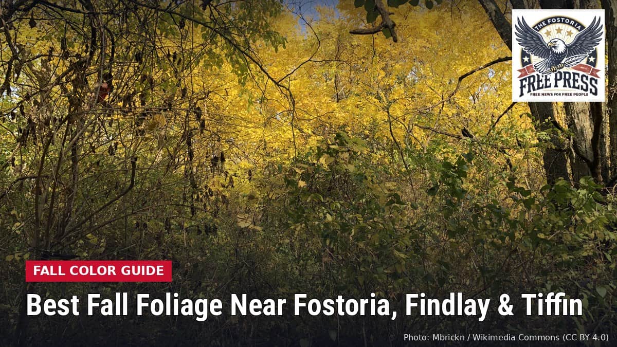 Fostoria News: yellow autumn leaves along the Wood County Museum nature trail in Bowling Green, Ohio, with headline Best Fall Foliage Near Fostoria, Findlay and Tiffin