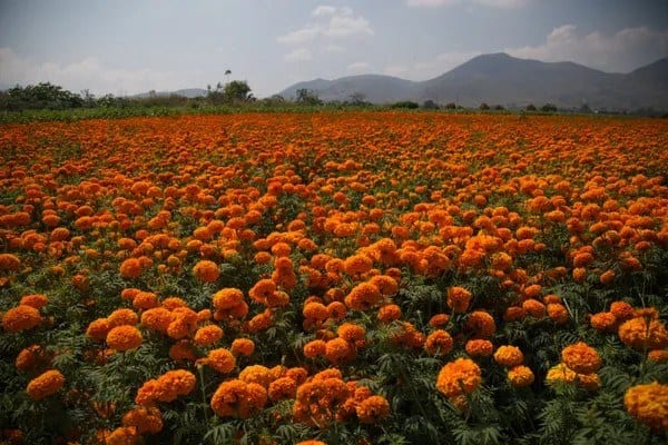 Fostoria News: A wide field of orange cempasuchil marigolds in bloom beneath mountains