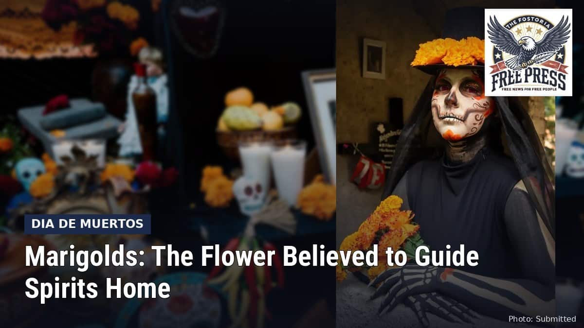 Fostoria News: A woman in La Catrina makeup holds orange cempasuchil marigolds beside a Day of the Dead altar, with headline: Marigolds: The Flower Believed to Guide Spirits Home