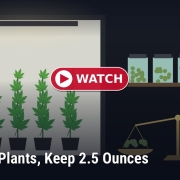 Fostoria News Illustration of cannabis plants growing in pots with analysis scale and jars.