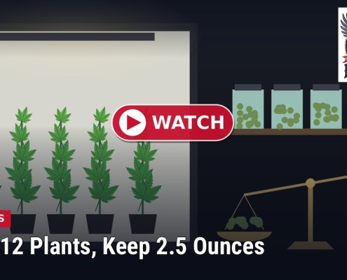 Fostoria News Illustration of cannabis plants growing in pots with analysis scale and jars.