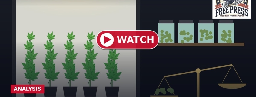 Fostoria News Illustration of cannabis plants growing in pots with analysis scale and jars.