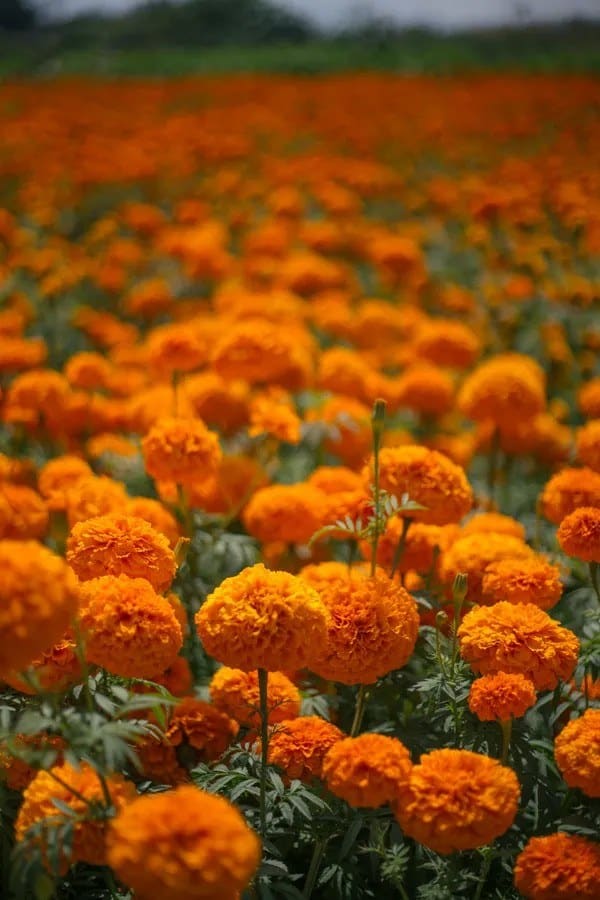 Fostoria News: Close-up of orange cempasuchil marigold blooms