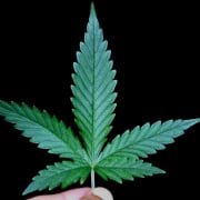 Close-up of a marijuana leaf against a black background.