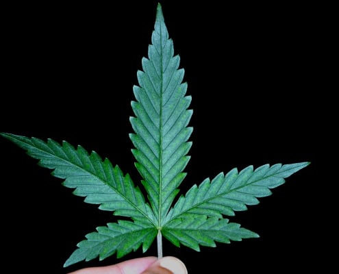 Close-up of a marijuana leaf against a black background.