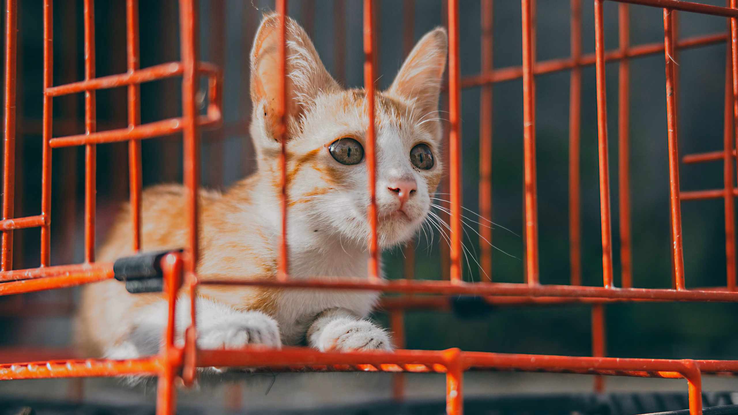 kitten torture case UK