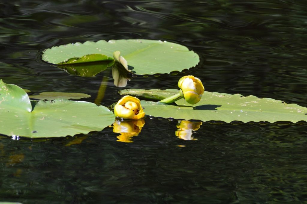 Two yellow water lilies with green leaves float on the surface of dark water, with reflections visible below them.