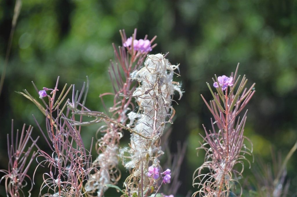 Several purple wildflowers with wispy white seeds grow against a blurred green background.