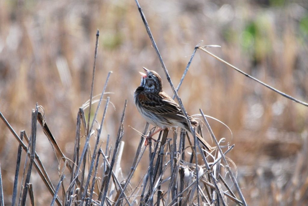A small bird perches on dry reeds in a field, its beak open as if singing, with a blurred background of brown and green tones.