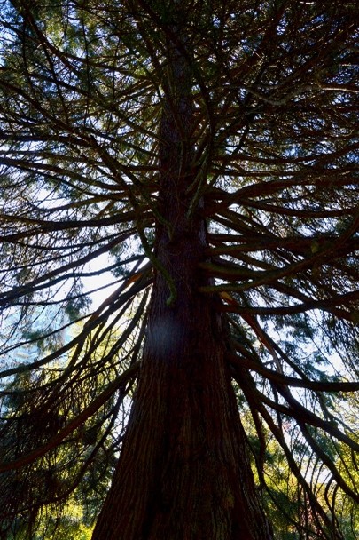 A view looking up at the trunk and branches of a tall tree with sunlight filtering through the foliage.