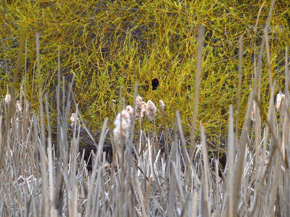 red wind blackbird