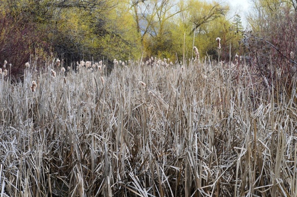 dry bullrushes