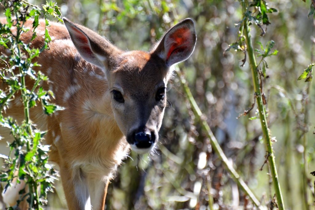 small deer in the underbrush