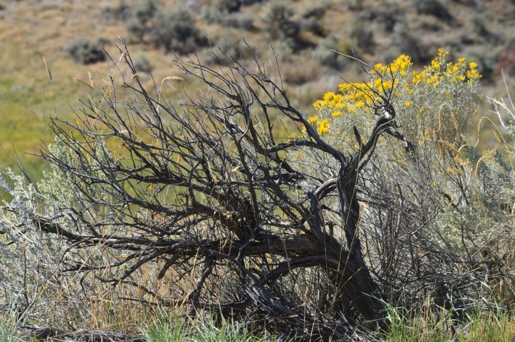 A dry, twisted shrub with sparse yellow flowers grows among grasses and brush in a sunlit, arid landscape.