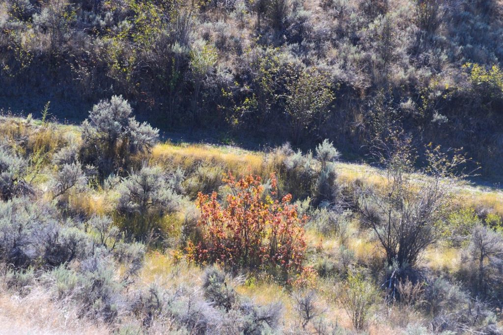 A dry, grassy hillside with sparse bushes and one bush with red leaves among mostly green and brown vegetation.