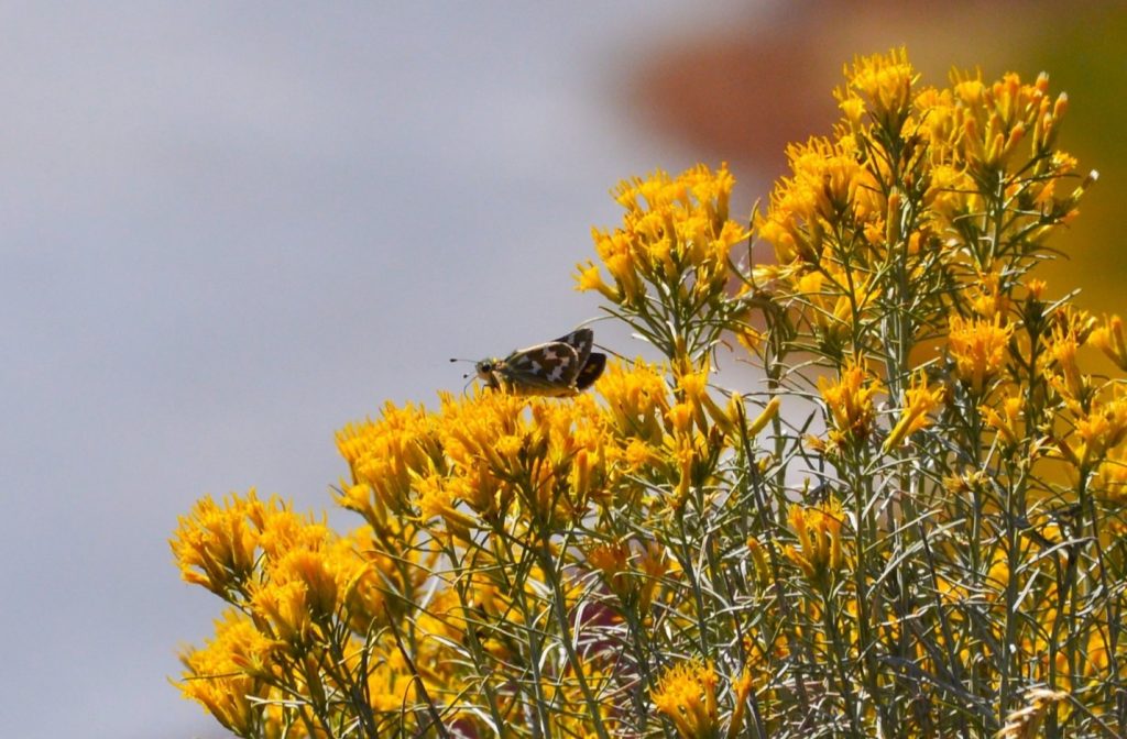 A butterfly rests on a cluster of blooming yellow flowers with a blurred background.