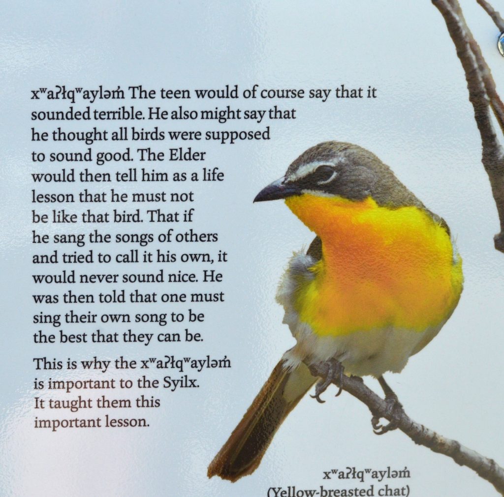 A printed sign displays a yellow-breasted bird and text explaining the song's cultural importance to the Syilx, alongside an elder's lesson about understanding one's own song.