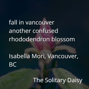 A closed rhododendron bud with text overlaid: a poem titled "The Solitary Daisy" by Isabella Mori, evoking fall in Vancouver and a rhododendron blossom, capturing a distinct sense of place.