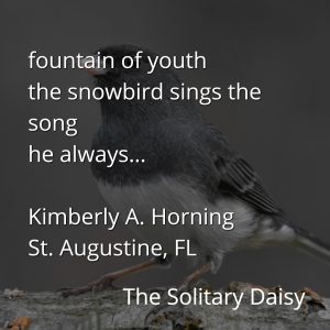 A close-up of a small bird perched on a branch with text of a haiku by Kimberly A. Horning from St. Augustine, FL, titled "The Solitary Daisy," evokes a vivid sense of place and poetic tranquility.