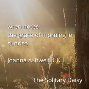 Text over a sunlit field with tall grass reads: u0022wren notes the grace of morning in sunrise Joanna Ashwell, UK The Solitary Daisy.
