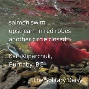 A close-up of salmon swimming upstream in shallow water, with overlaid poem text and attribution to Karl Kliparchuk, Burnaby, BC, and titled u0022The Solitary Daisy.