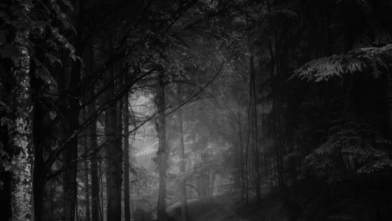 A dense forest scene with tall trees and mist, captured in black and white, creating a moody and atmospheric setting.