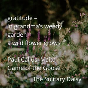 Purple and white wildflowers grow in a weedy garden. Overlaid text features a haiku about gratitude and a solitary daisy by Paul Callus from Malta.