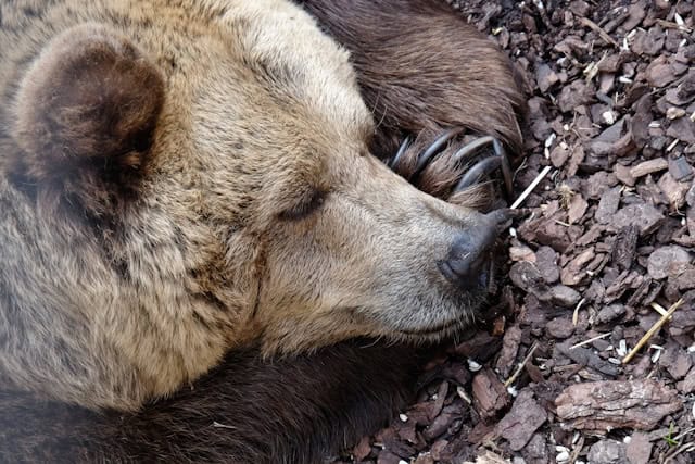 A brown bear is lying on the ground, resting its head on its paw, surrounded by brown bark and wood chips.