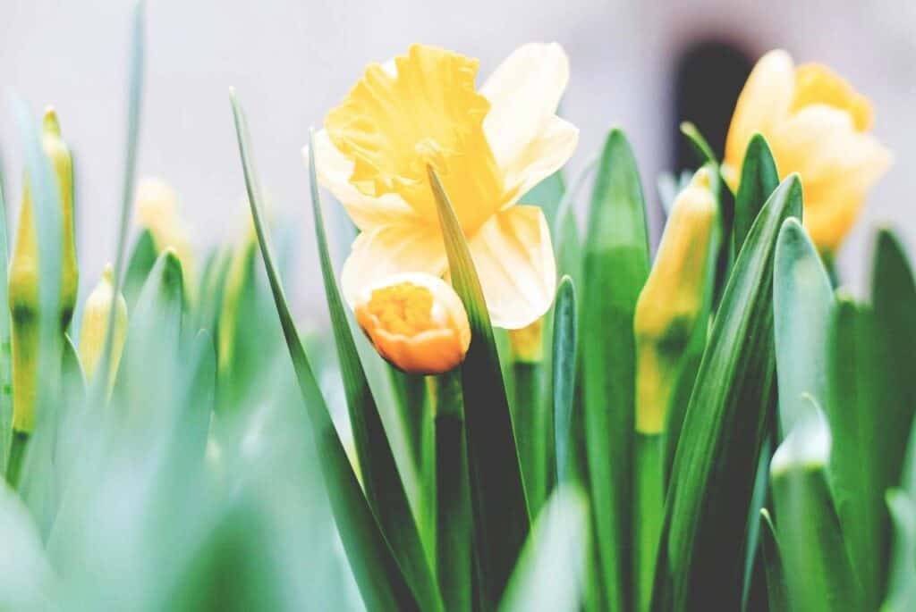 Close-up of yellow daffodil flowers and buds surrounded by green leaves.