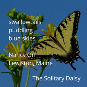A tiger swallowtail butterfly on a yellow flower against a clear blue sky, with poetry text overlayed.