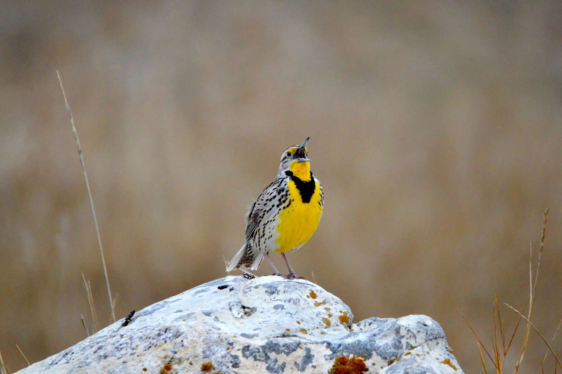 A Meadow Lark with a yellow chest and speckled wings stands on a white rock, with its beak open against a blurred brown background.