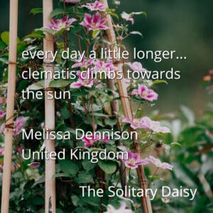 Pink and white clematis flowers climbing bamboo supports, with a quote overlaid about clematis growing towards the sun by Melissa Dennison, United Kingdom, The Solitary Daisy.